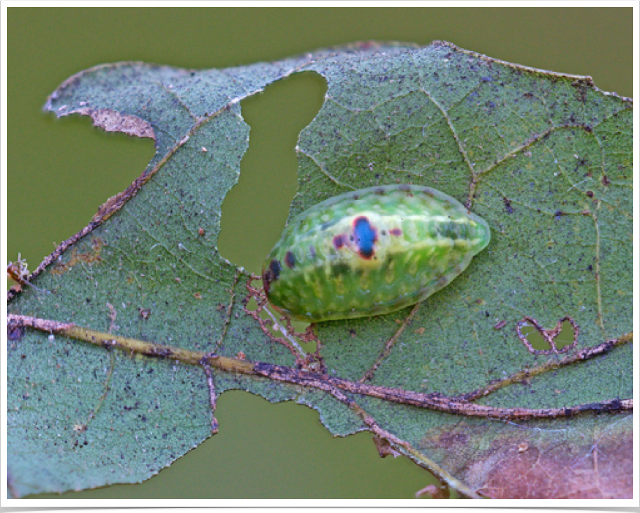 Heterogenea shurtleffi
Red-eyed Button Slug
Noxubee County, Mississippi